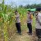 Wakapolres Sanggau Tinjau Lahan Jagung Jelang Panen Raya Serentak Dukung Ketahanan Pangan Screenshot_20250528_095942_WhatsApp