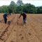 Polsek Sekayam Lakukan Perawatan Intensif Lahan Demplot Jagung Dukung Ketahanan Pangan Screenshot_20250701_140857_WhatsApp