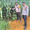 Kabag SDM Polres Sanggau Tinjau Lahan Jagung di Meliau, Pastikan Panen Siap Digelar