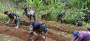 Di Bawah Terik Matahari, Satgas TMMD Ke-128 Kodim 1204/Sanggau Bersama Warga Laksanakan Penanaman Cabai dan Terong di Dusun Onggok