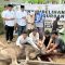 *Polres Melawi Qurban Sapi dan Kambing*