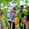 Gubernur Khofifah Panen Hortikultura di SMKN 1 Tulungagung, Dorong Generasi Muda Siap Jadi Pelaku Usaha Pertanian