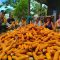 *Kapolsek Manis Mata Bersama Anggota Laksanakan Panen Jagung Hibrida, Dukung Program Ketahanan Pangan Nasional*