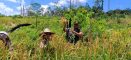 Sinergi TNI dan Petani, Kodim 1209/Bengkayang Turun Ke Sawah Sukseskan Panen Padi Guna Dukung Ketahanan Pangan