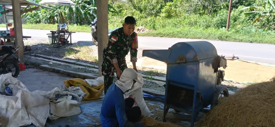 Dukung Hanpangan Wilayah, Babinsa Semangau Koramil 01/Sambas Bantu Warga Merontokkan Padi