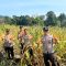 Dukung Ketahanan Pangan Nasional, Polsek Simpang Dua Hadiri Panen Jagung Hibrida Seluas 5 Hektare