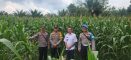 Kapolsek Mempawah Hulu Bersama Anggota Monitoring Demplot Tanaman Jagung di Desa Tunang