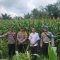 Kapolsek Mempawah Hulu Bersama Anggota Monitoring Demplot Tanaman Jagung di Desa Tunang
