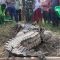 Resahkan Masyarakat, Buaya Akhirnya Berhasil Ditangkap Warga Bersama Babinsa Koramil 04/Jawai