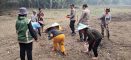 Satu Hektare Jadi Harapan, Polsek Ngabang Bersama Petani Tanam Jagung di Desa Angan Tembawang Jelimpo