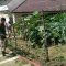 Perawatan Tanaman P2L Satbrimob Polda Kalbar, Langkah Nyata Dukung Ketahanan Pangan