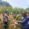 Terus Dorong Ketahanan Pangan Perbatasan, Panen Jagung Hibrida di Entikong Tembus 15,36 Ton/Ha