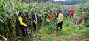 Dukung Ketahanan Pangan Nasional, Perawatan Tanaman Jagung Terus Dioptimalkan