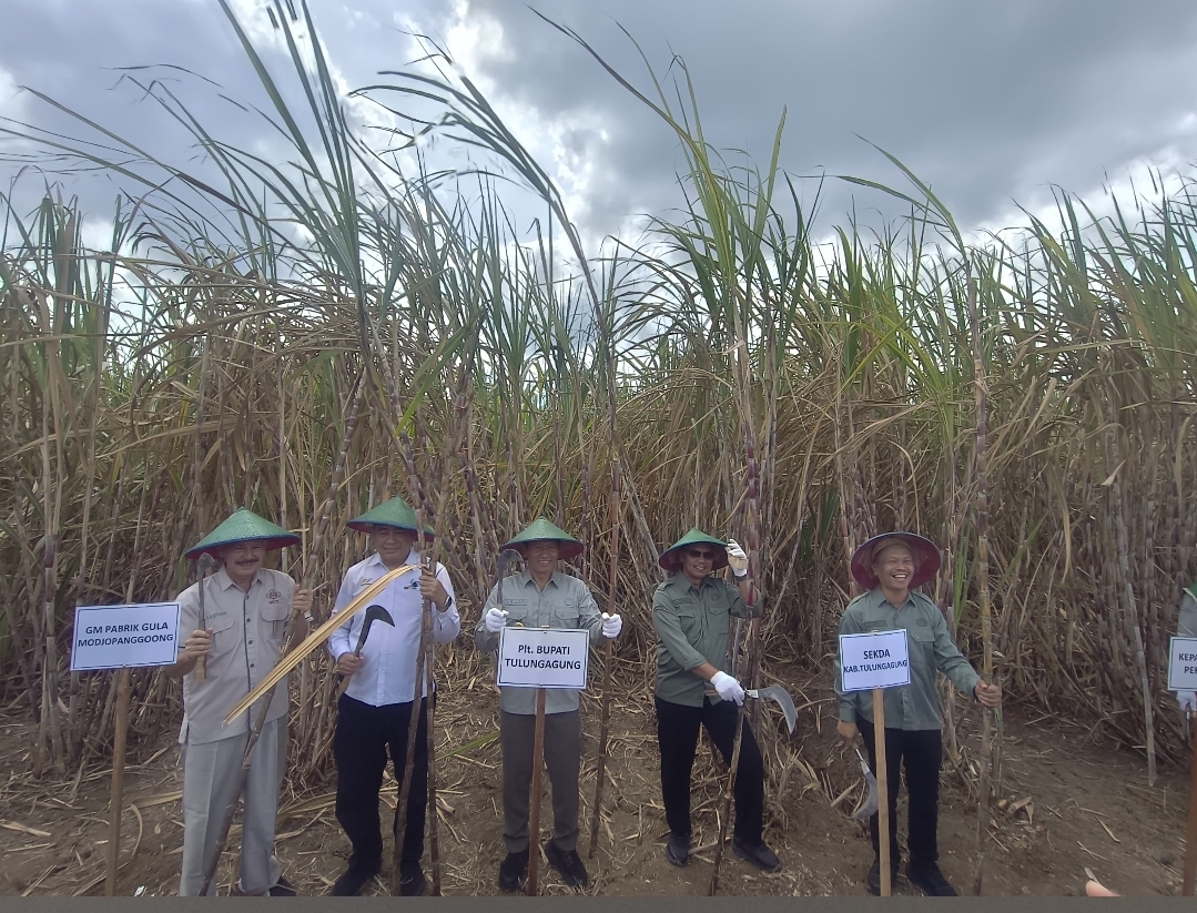 Plt Bupati Tulungagung Tegaskan Akselerasi Produktivitas Tebu, Bongkar Ratoon Jadi Strategi Perkuat Swasembada Gula Nasional